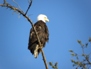Wildlife 11