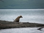 Wildlife 13