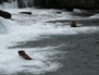 Wildlife 14