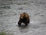 Wildlife 18