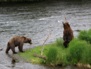 Wildlife 19