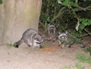 Wildlife 1