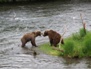 Wildlife 20