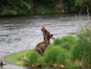 Wildlife 21