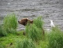 Wildlife 22