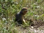 Wildlife 27
