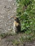 Wildlife 28