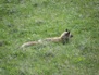 Wildlife 30