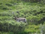 Wildlife 31