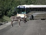Wildlife 33