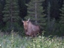 Wildlife 34