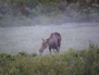 Wildlife 35