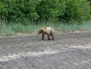 Wildlife 37