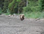 Wildlife 38