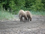 Wildlife 39
