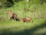 Wildlife 42