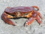 Wildlife 4