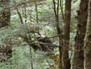 Wildlife 6