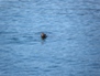 Wildlife 7