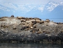 Wildlife 8