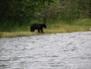 Wildlife 9